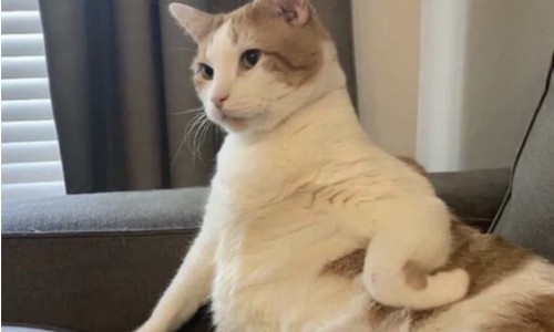 哺乳期 乳腺炎如何按摩手法网 :分享哺乳期乳腺炎会自愈吗-哺乳期乳腺炎吃什么药效果较好知识